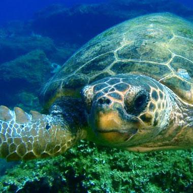Caretta Caretta